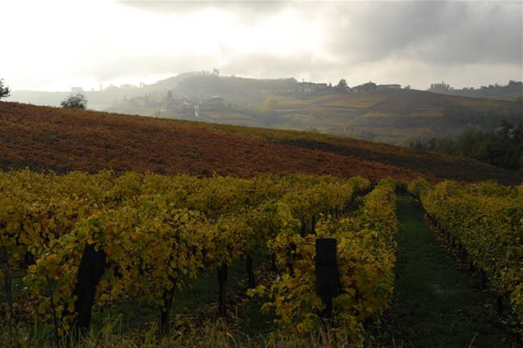 Barbera Monferrato 60% en Cabernet Sauvignon 40% - DOC - 2016 - Policalpo - Cascina Castlet - rode wijn